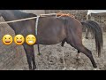 Animal Pooping Funny Animals Pooping Horse Pooping