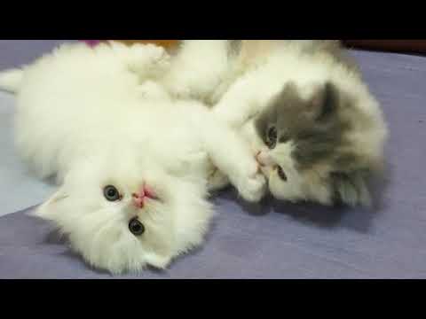 How to Treat Anemia in Cats |Anemia in cats |cats treatment |persian cat cute cats n kittens |spa |