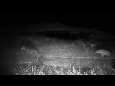 Djuma: Two Hyenas walk by the cam in the road - 19:10 - 03/19/20