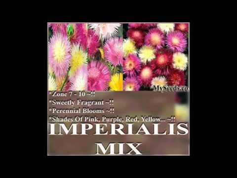 download lagu mp3 mp4 Sweet Sultan Imperialis, download lagu Sweet Sultan Imperialis gratis, unduh video klip Sweet Sultan Imperialis