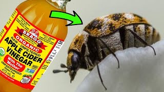 How to Get Rid of CARPET BEETLES Naturally - QUICK & EASY HOME REMEDIES