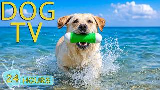 DOG TV: Best Videos Anti-Anxiety & Relax for Dogs When Home Alone Boredom - Music for Dogs