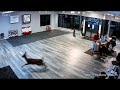 Deer Crashes Through ISmash Rage Room Window In Syracuse NY