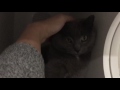 Grey Cat At Kenton County Animal Shelter Kentucky Purring Loudly