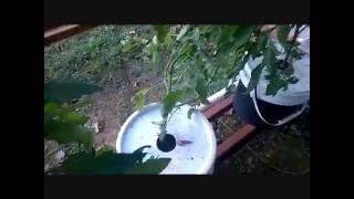 Hydroponic Tomato Update