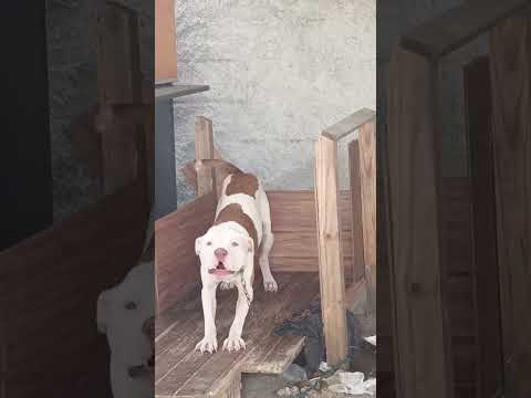 Vídeo de Simba