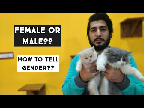 Male or female Kitten | How to tell Gender of Cat & Kitten