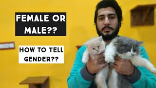 Male or female Kitten | How to tell Gender of Cat & Kitten