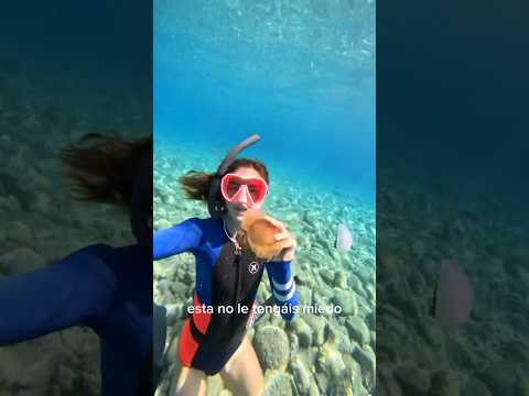 3 types of jellyfish you can find on the Costa Brava