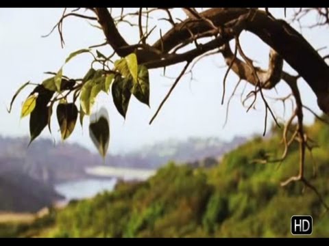 千の言葉 - 予告編 (A Thousand Words - Trailer)