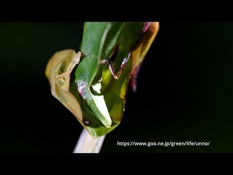 コノハムシの交接