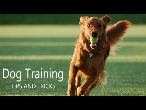 Dog Training