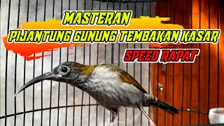 Download lagu Pijantung Gunung Gacor Nembak Kasar Speed Rapat | Masteran Handal mp3 Download lagu Pijantung Gunung Gacor Nembak Kasar Speed Rapat | Masteran Handal mp3
