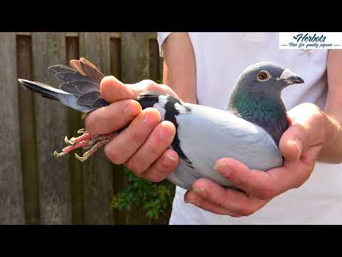 COMB. DE BRESSER: 1st INTERNAT. MARSEILLE 9,383 OLD BIRDS