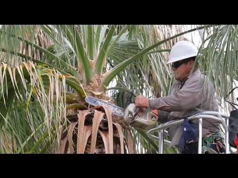 Palm Tree Pruning