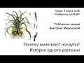 Виктория Миронова «Почему выживают нокауты? История одного растения» 
