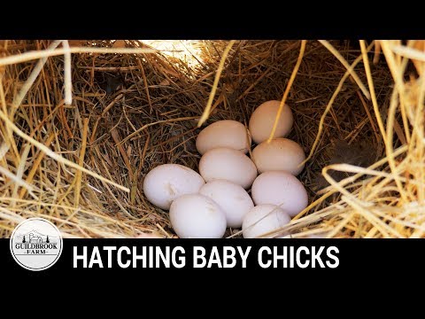 BABY CHICKS HATCH:  Our First Hatching Video