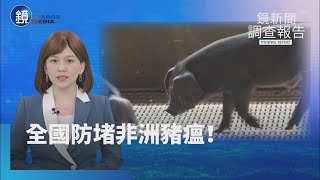 【鏡新聞調查報告】防堵非洲豬瘟！　全國禁運宰暫15天、批發市場PCR監測｜鏡週刊X鏡新聞