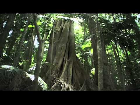 HIDDEN FOREST (Seclusion Nightclub) | OFFICIAL PROMO