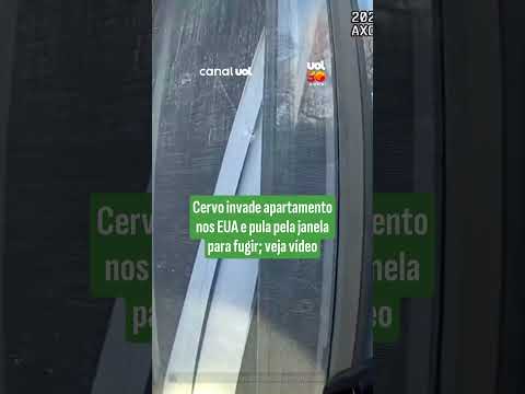 Cervo invade apartamento nos EUA e pula pela janela para fugir; veja vídeo