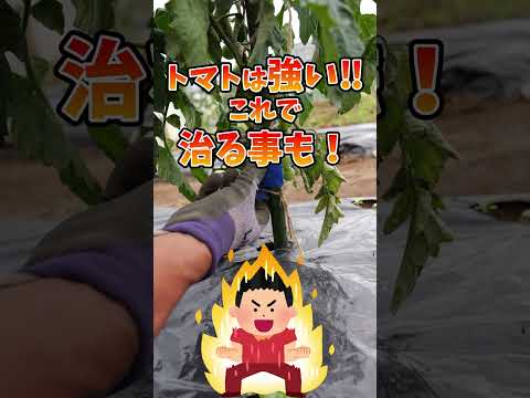 鉢植えでよく育つトマト: 成長を促進してこれを達成するにはどうすればよいでしょうか?  庭園