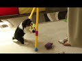 Cavalier King Charles Spaniel dogs for sale: Ranger - Video 1