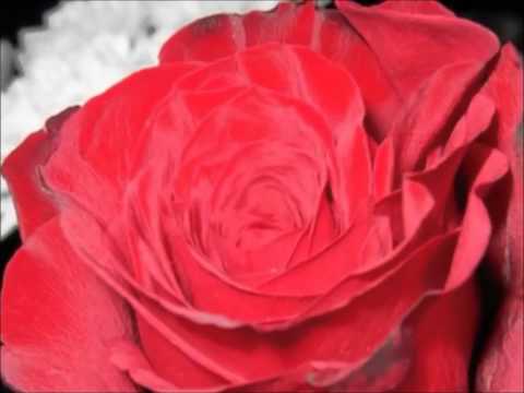 Lakshman Hilmi...Supipi malak pipi dileddi...(සුපිපි මලක් පිපී දිලෙද්දී..)