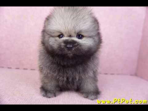 02/10棕色松鼠博美公幼犬(高雄楠梓)