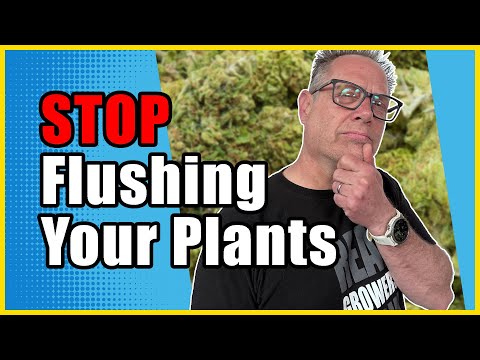 Die Wahrheit über das Spülen Ihrer Pflanzen, die Cannabis-Nährstoffunternehmen Ihnen NICHT verrat...