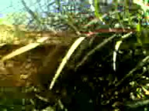 اشتباكات بين عناصر كتيبة العمري وقوات النظام في مدينة درعا