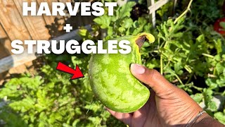 Summer Garden Tour | First Watermelon Harvest, Peppers, Tomatoes, Zinnias & More!