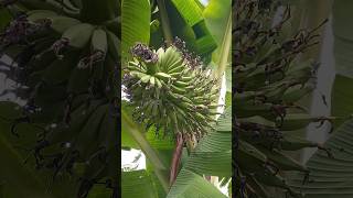 Download lagu Wow, there are a lot of bananas. What kind of bananas are these, guys? mp3 Download lagu Wow, there are a lot of bananas. What kind of bananas are these, guys? mp3
