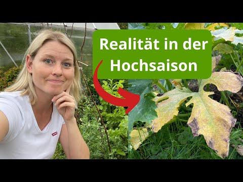 So sieht mein Gemüsegarten Ende August aus / Gartenrundgang im Münsterland in der Erntezeit