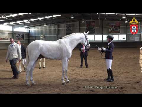 230424 29 Picasso da Lagoalva - Aprovação de Garanhões