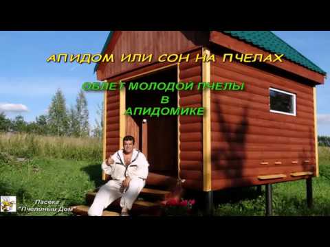 Облет молодой пчелы в апидомике. Завораживает! (Fly young bees in a Bee hut.)