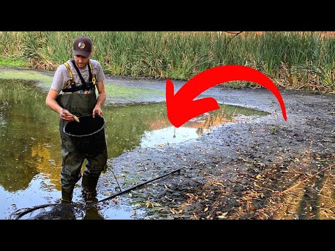 1,000 fish in a puddle! | What we found here is incredible....