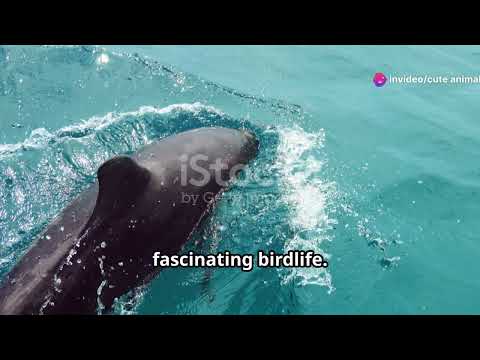 Adventures in Los Roques: Venezuela's Hidden Gem of Marine Life #animal2024