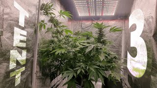 GROW 3 - HERMIE TENT - Reversed Females STS Selfie Seeds - Hermie, Male vs Female, Stigmas to Balls