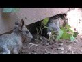 Baby Cavies