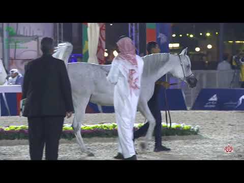 N 57 SALWA AL KHALED   Asharqia Gulf Straight Egyptian Arabian Cup 2020   Mares 7 9 Years Old Class