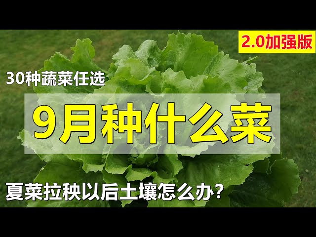 中国の菜のビデオ発音