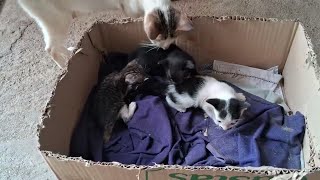 可愛いすぎる子猫 Part 6 || 芸能界ニュース