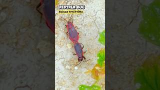 Download lagu Insect ID : Redtrim bug #insects #identification #pestcontrol #entomologist #mating mp3 Download lagu Insect ID : Redtrim bug #insects #identification #pestcontrol #entomologist #mating mp3