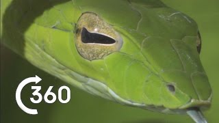 Costa Rican Jungle 360° | Planet Earth II | Behind The Scenes