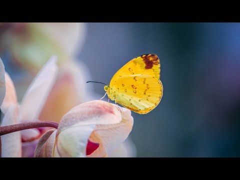 On Feminist Approaches to Integral Education for Social Transformation: Alka Arora & Danielle Drake