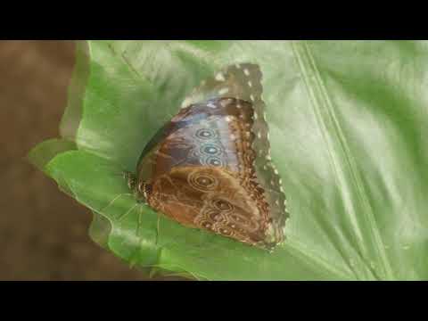 Entspannung - Impressionen aus dem Schmetterlingspark Sassnitz