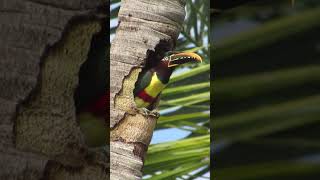 araçarí castanho