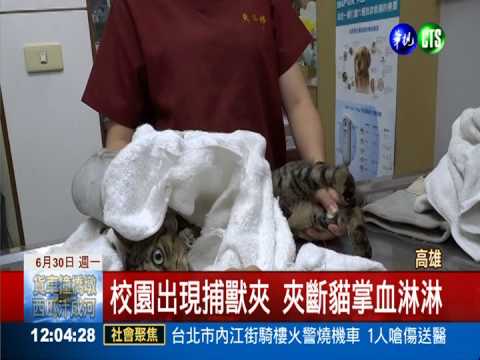 校園驚現捕獸夾 "咬斷"貓咪前掌