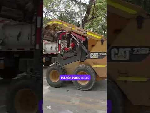 "San Juan: El Pulmón Verde de los Montes de María 🌿".