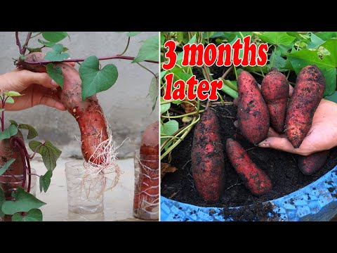 Let s grow bitter melon for your family this way it s very fruity and easy to make